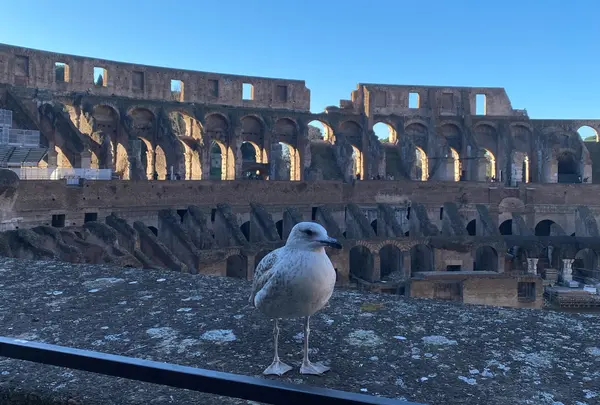 Colosseo （コロッセオ）