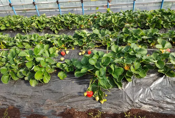 うるう農園（いちご狩り、いちご直販）