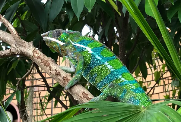 体感型動物園 『iZoo』