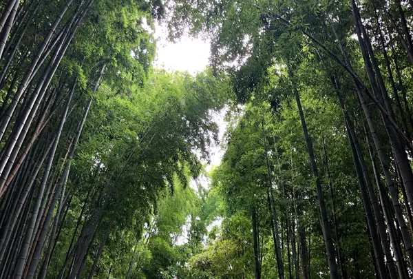 佐倉サムライの古径 ひよどり坂