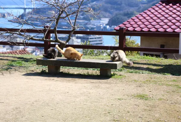 猫の細道の写真・動画_image_738325