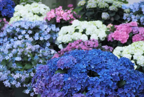 筥崎宮あじさい苑の写真・動画_image_741769