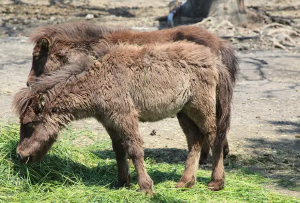 開聞山麓自然公園