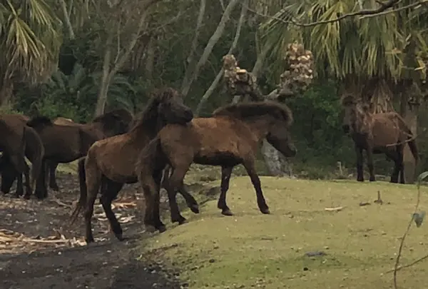 開聞山麓自然公園