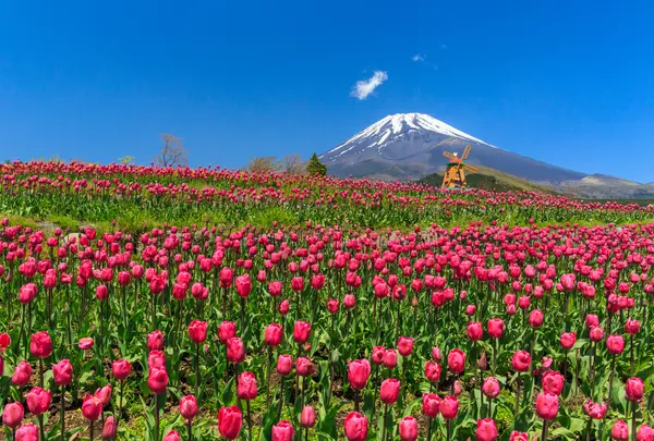 ぐりんぱの写真・動画_image_745607