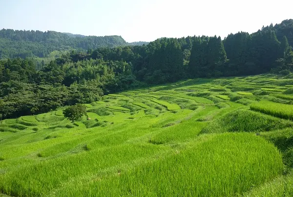 大山千枚田