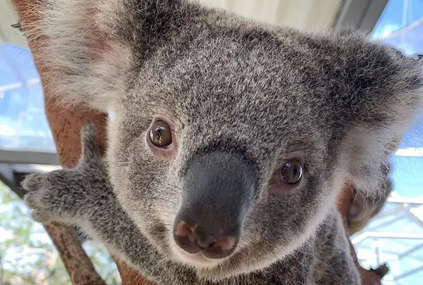 WILD LIFE Sydney Zoo（ワイルドライフ・シドニー動物園）の写真・動画_image_746291