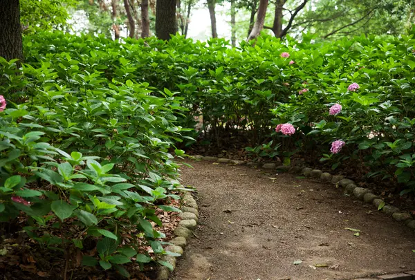 長居公園アジサイ園の写真・動画_image_748134