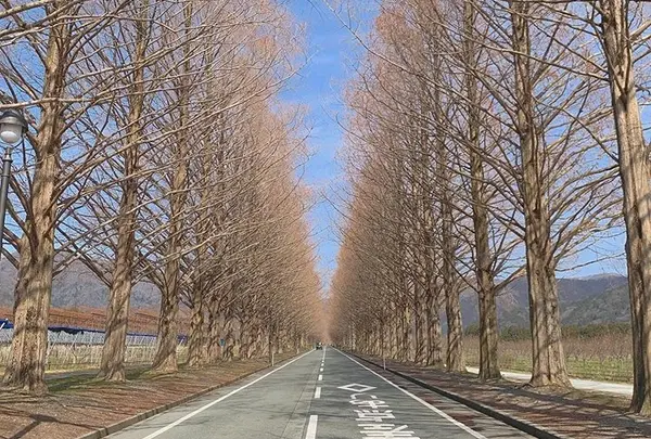 メタセコイア並木