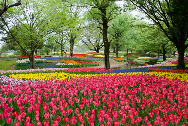 国営昭和記念公園の写真・動画_image_748869