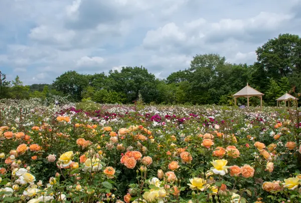 そらの花畑 世羅高原花の森の写真・動画_image_749672