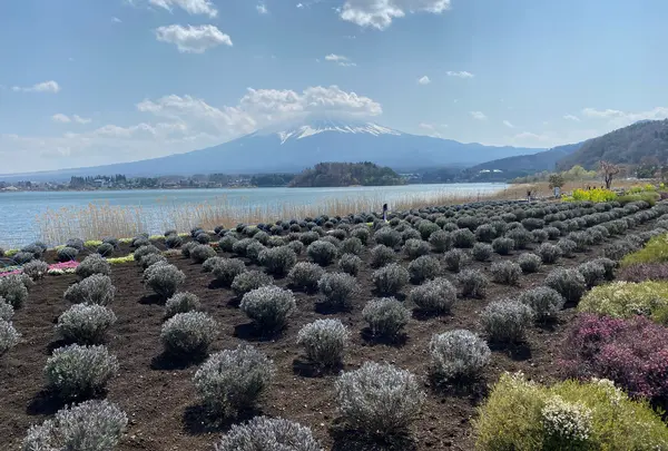 河口湖自然生活館の写真・動画_image_750560