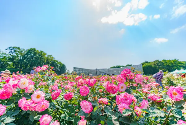 神代植物公園の写真・動画_image_751552