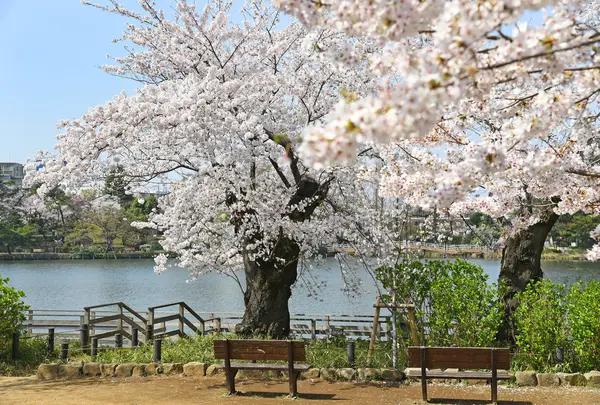 洗足池公園の写真・動画_image_752181