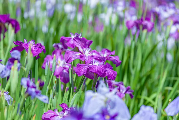 花菖蒲（堀切菖蒲園）の写真・動画_image_752228