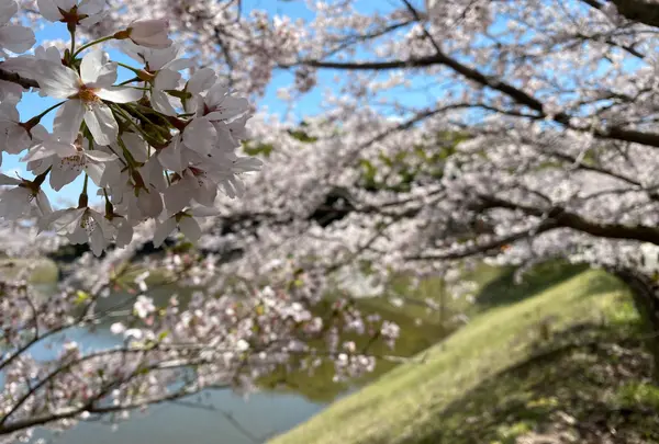 総合公園バンブージョイハイランド