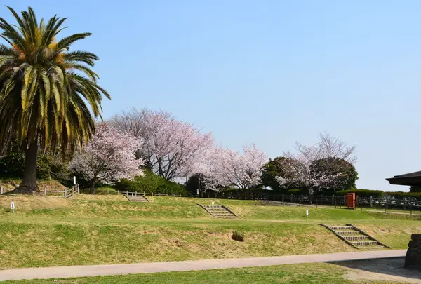 聚楽園公園 キャンプ場の写真・動画_image_755176