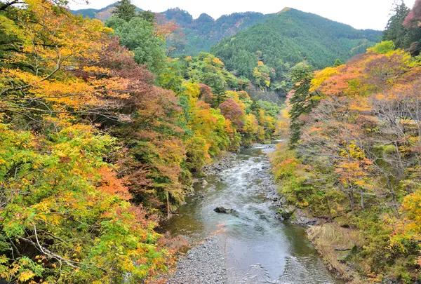 海沢川の写真・動画_image_755334