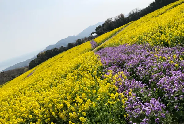 あわじ花さじきの写真・動画_image_758404