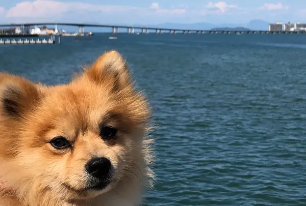 琵琶湖大橋の写真・動画_image_763338