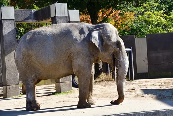 いしかわ動物園の写真・動画_image_766411