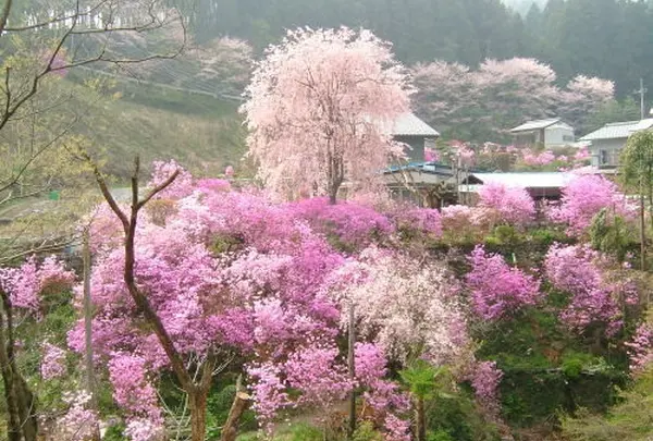 桜山公園