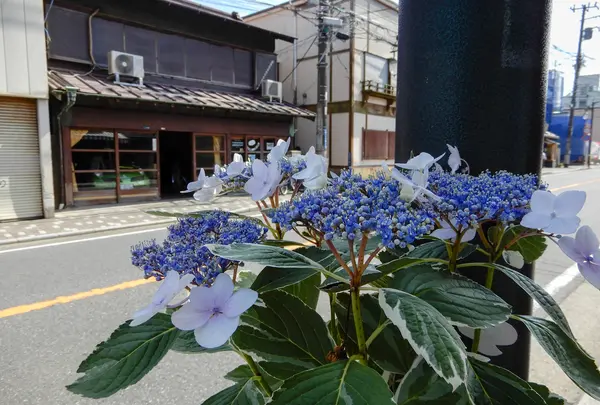 由比ヶ浜大通りの写真・動画_image_769201