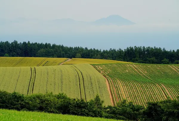 パッチワ-クの路