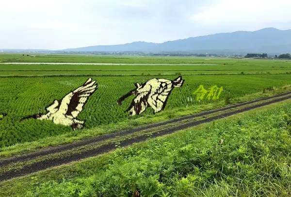田んぼアート