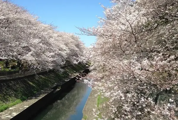 善福寺川緑地