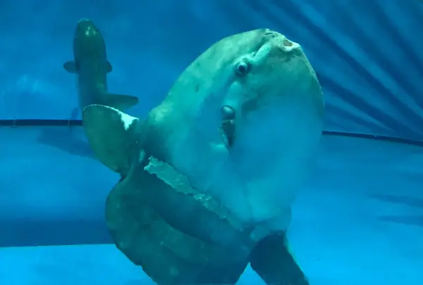 アクアワールド茨城県大洗水族館