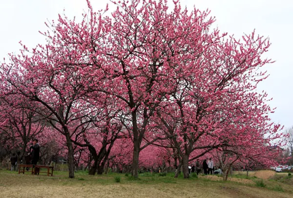 古河総合公園