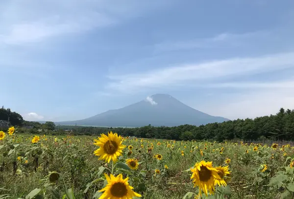 山中湖花の都公園