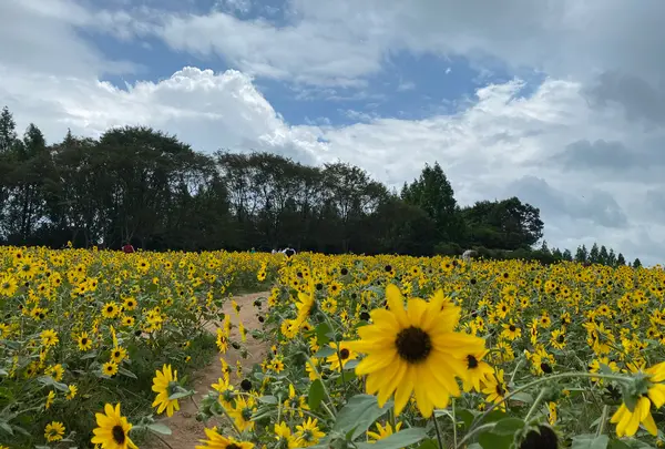 世羅高原農場
