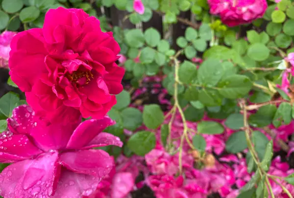 そらの花畑 世羅高原花の森