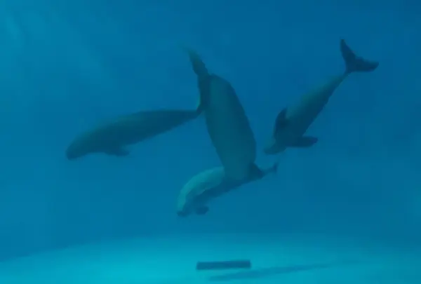 宮島水族館 みやじマリン