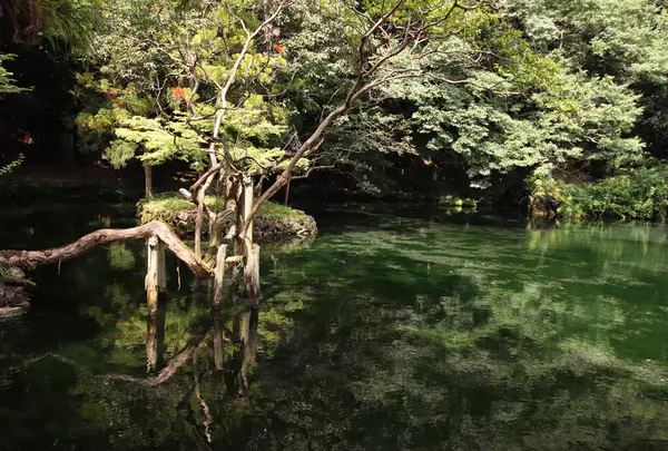出流原弁天池の写真・動画_image_793288