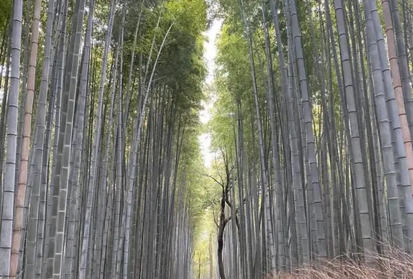 竹林の小径