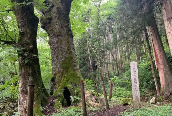 熊野の大トチ