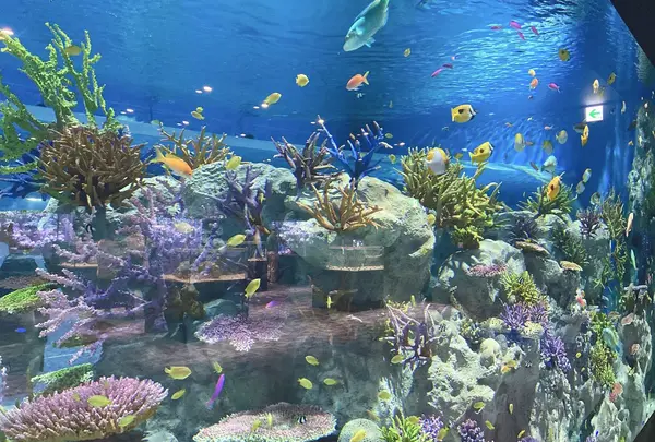 DMM かりゆし水族館
