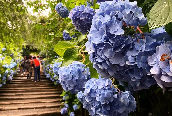 明月院（あじさい寺）
