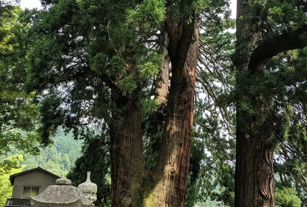 栢野の大杉