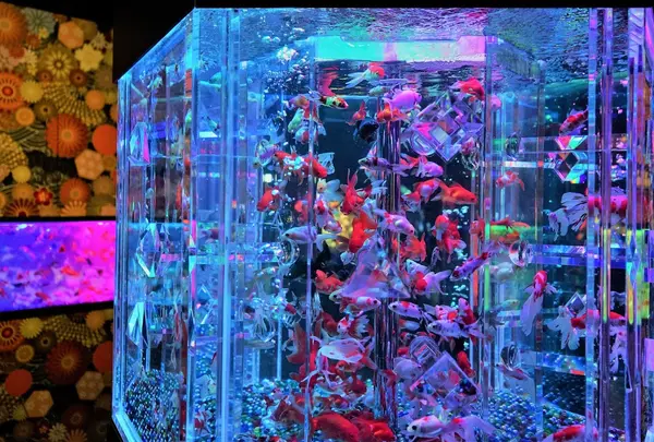 アートアクアリウム美術館