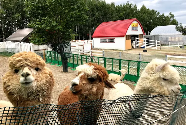 アルパカ牧場