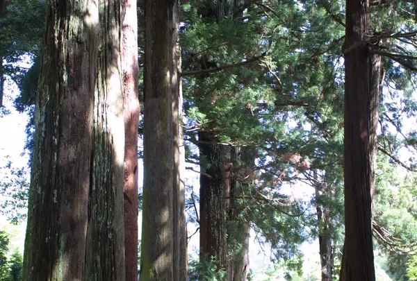 諏訪神社の写真・動画_image_802713