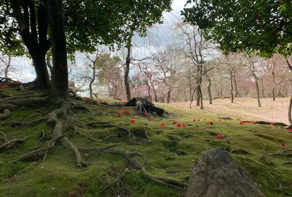 京都 鳥羽伏見界隈散歩　城南宮
