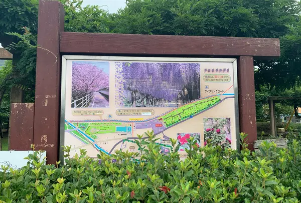 大三島藤公園