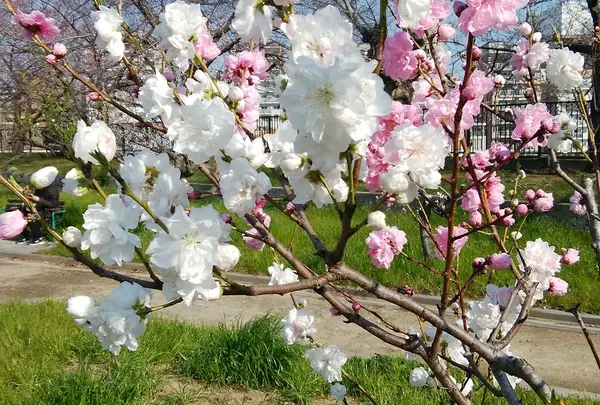大阪城桃園