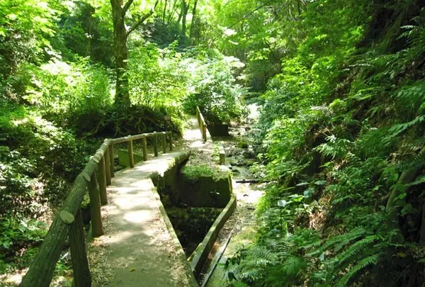 大楠山
