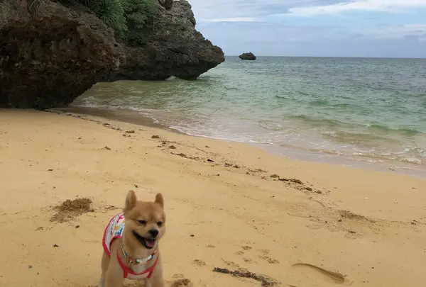 石垣島サンセットビーチの写真・動画_image_807187